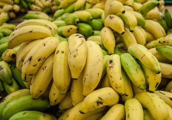 Cavendish banana